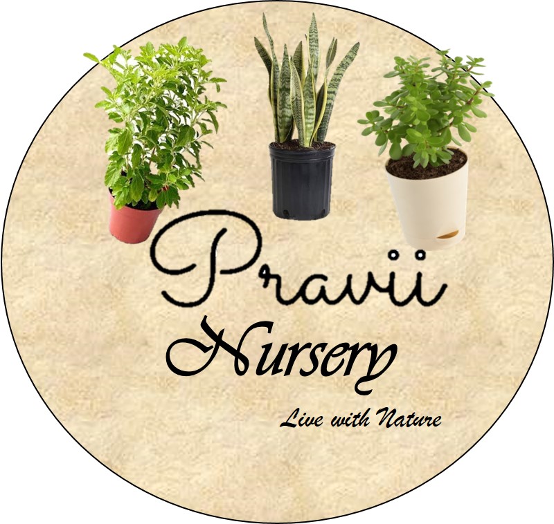 Other Products – Pravii Tech